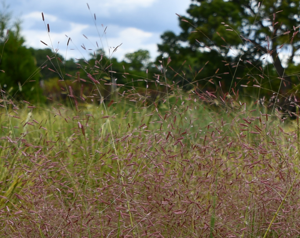 Eragrostis spectabilis-Purple Love Grass