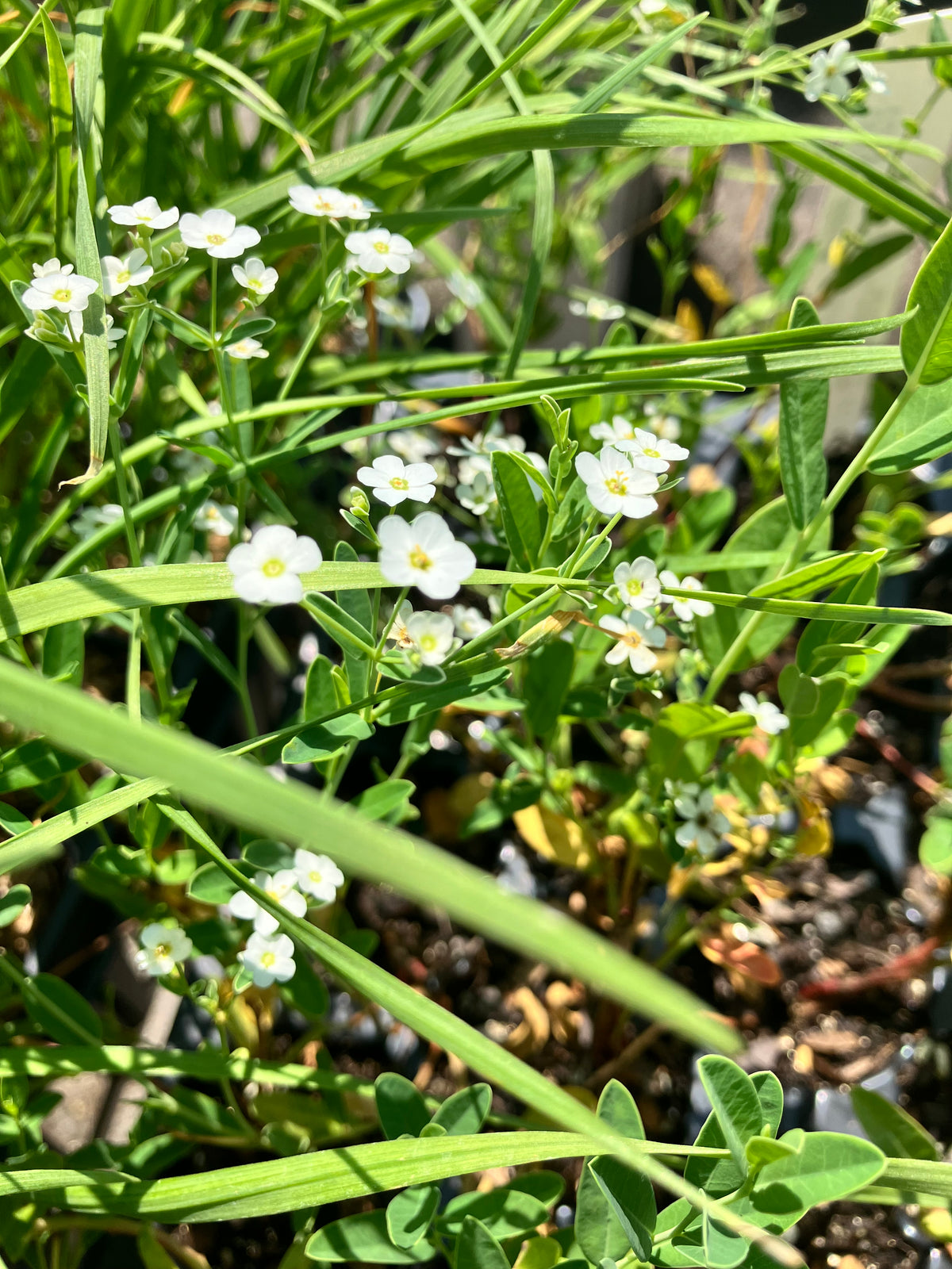 Euphorbia corollata- Flowering Spurge
