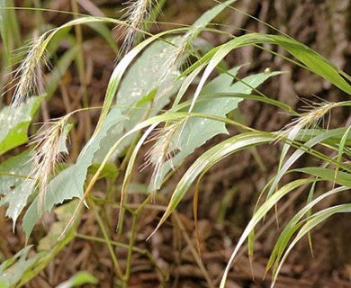 Elymus villosus- Silky Wild Rye - ELYVIL-PLUG