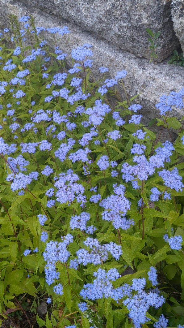 Conoclinium coelestinum-Mistflower