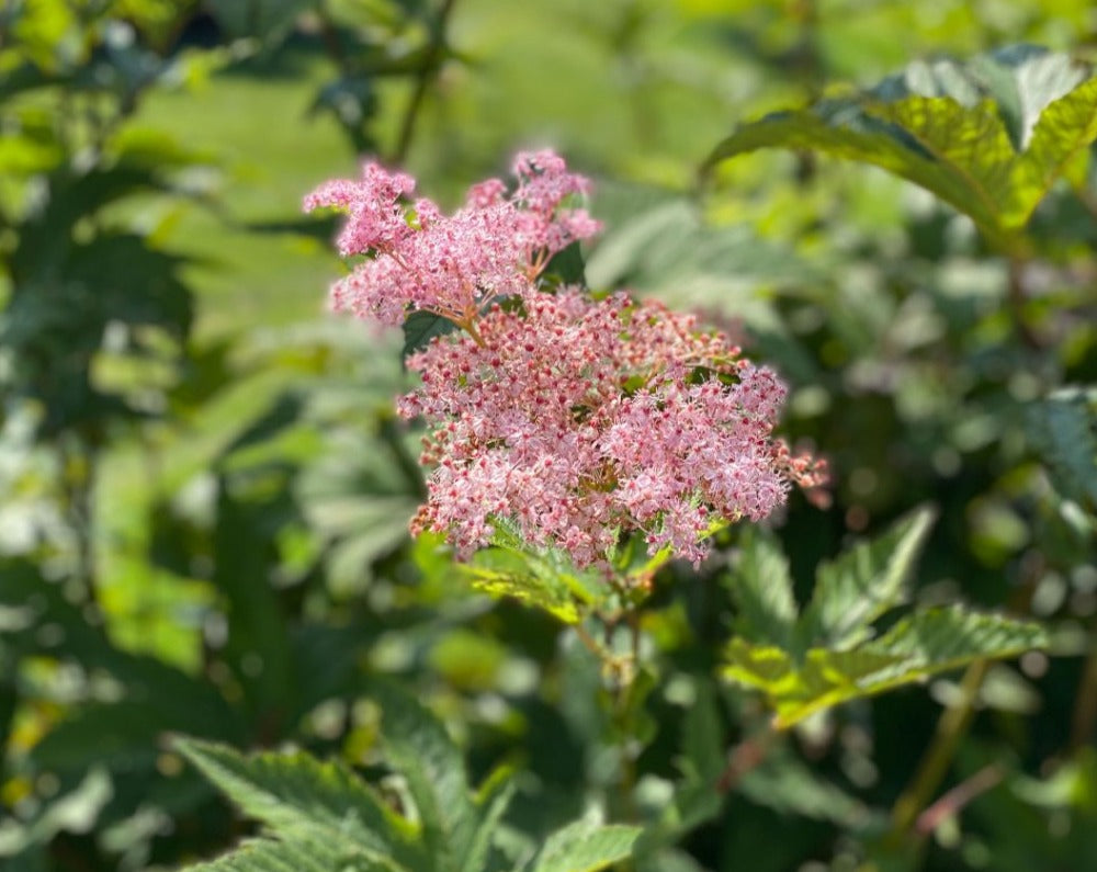 Filipendula rubra- Queen of the Prairie