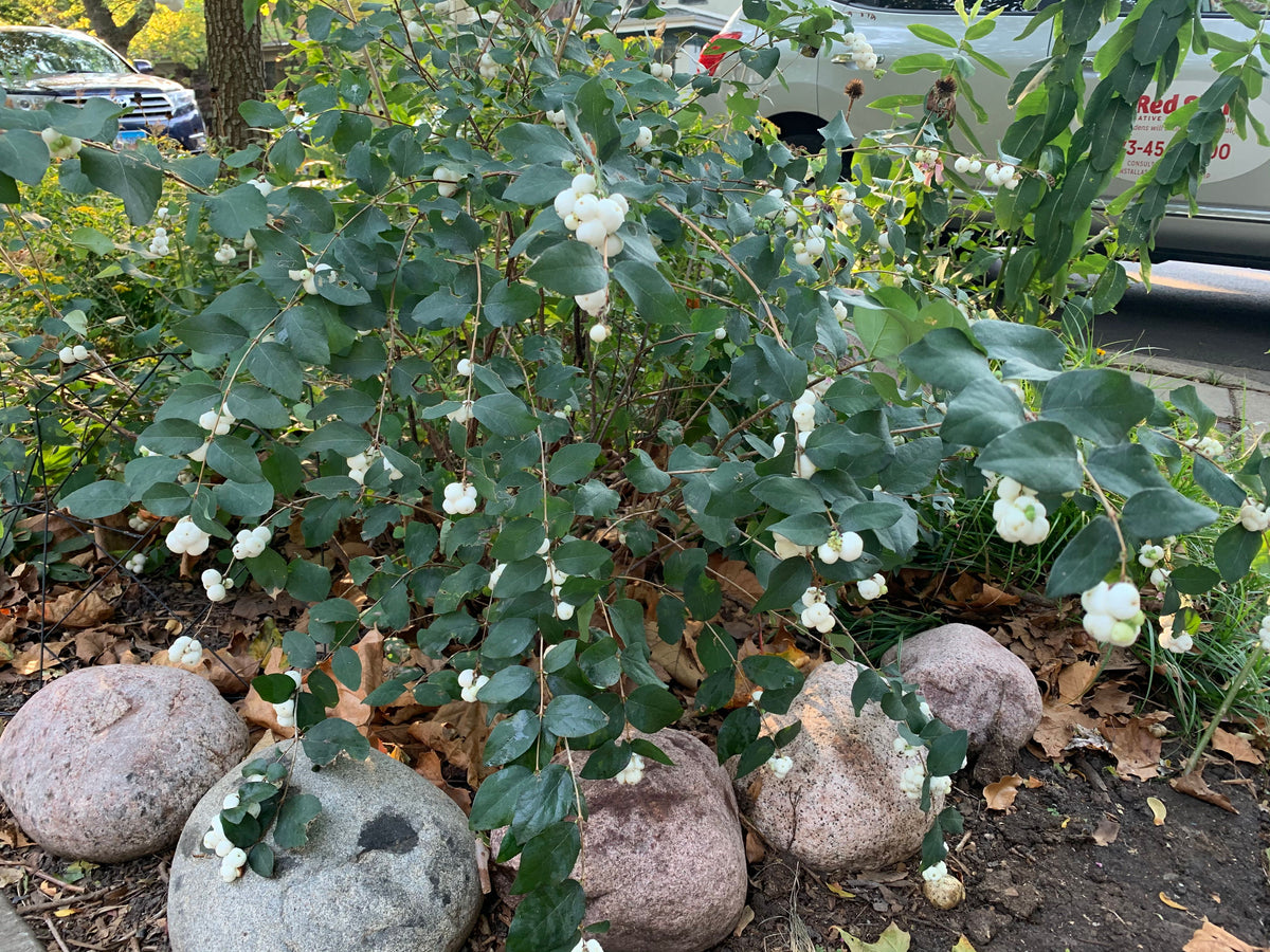 Symphoricarpos albus-Snowberry