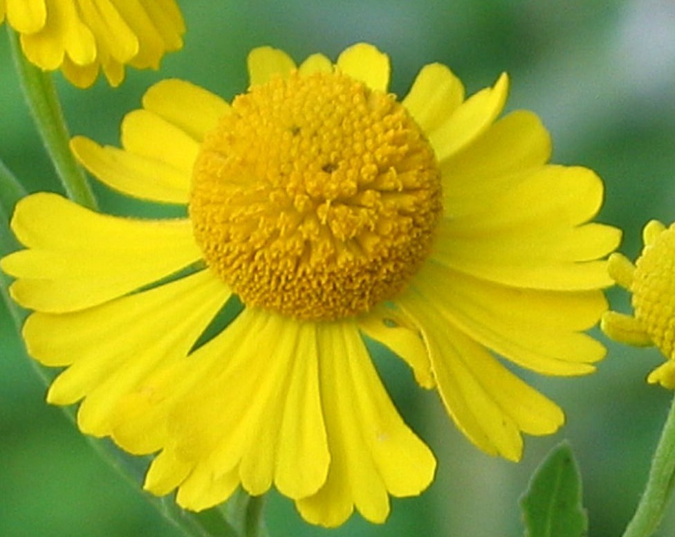 Helenium autumnale- Sneezeweed