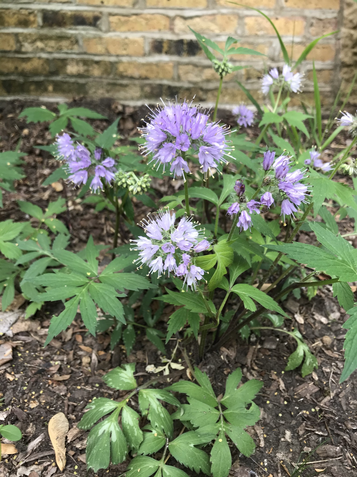 Hydrophyllum virginianum-Virginia Waterleaf