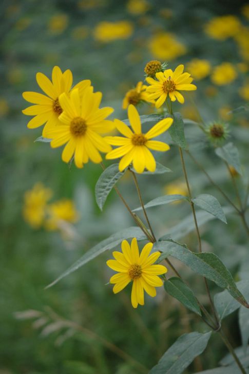 Yellow flowers with green leaves in a natural setting