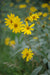 Yellow flowers with green leaves in a natural setting