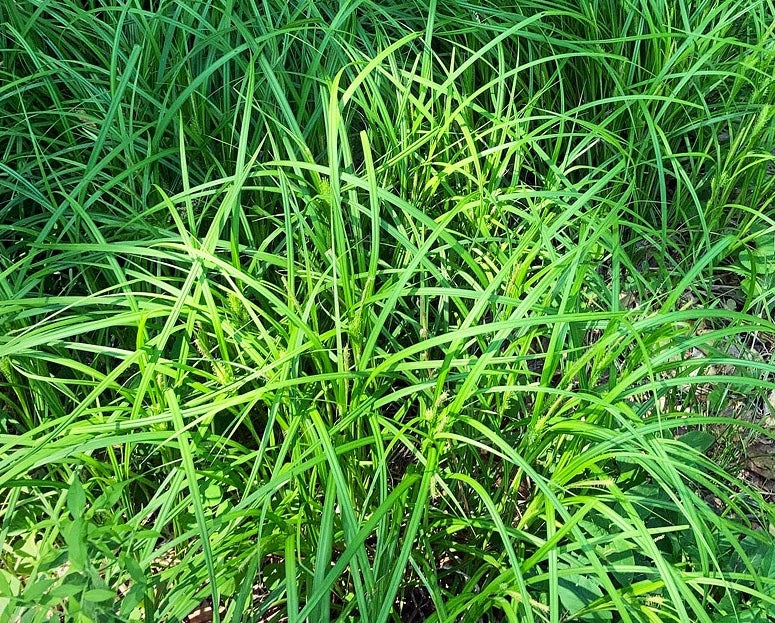 Carex lupulina- Common Hop Sedge