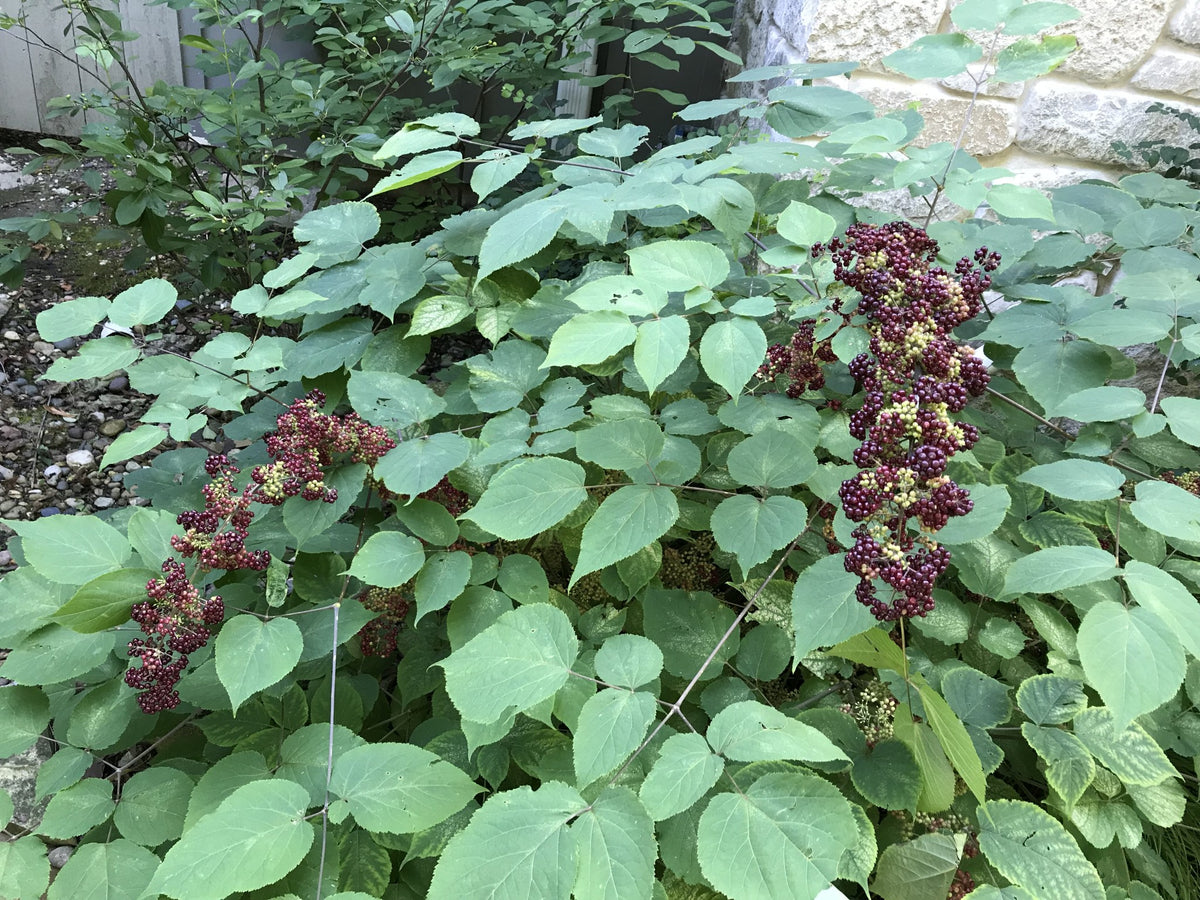 Aralia racemosa- Spikenard
