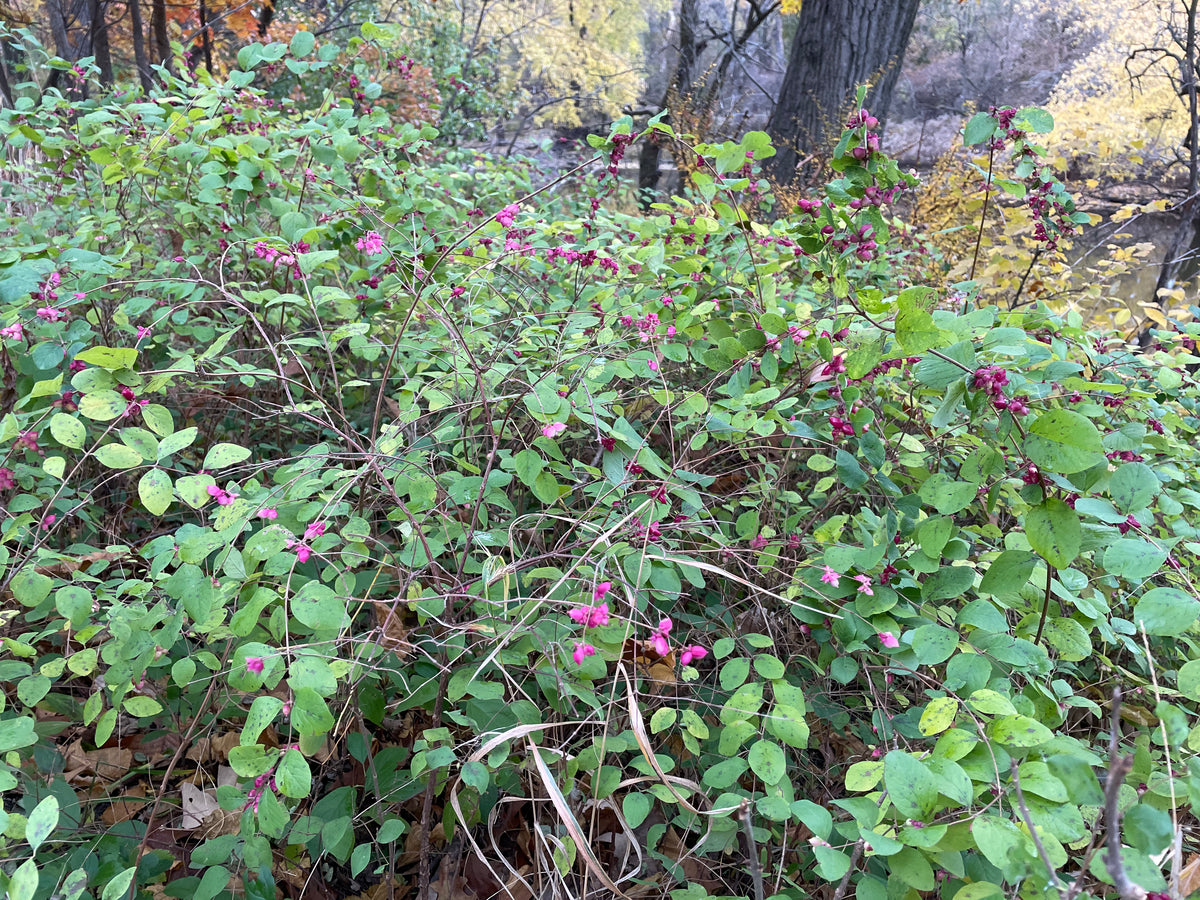 Symphoricarpos orbiculatus-Coralberry