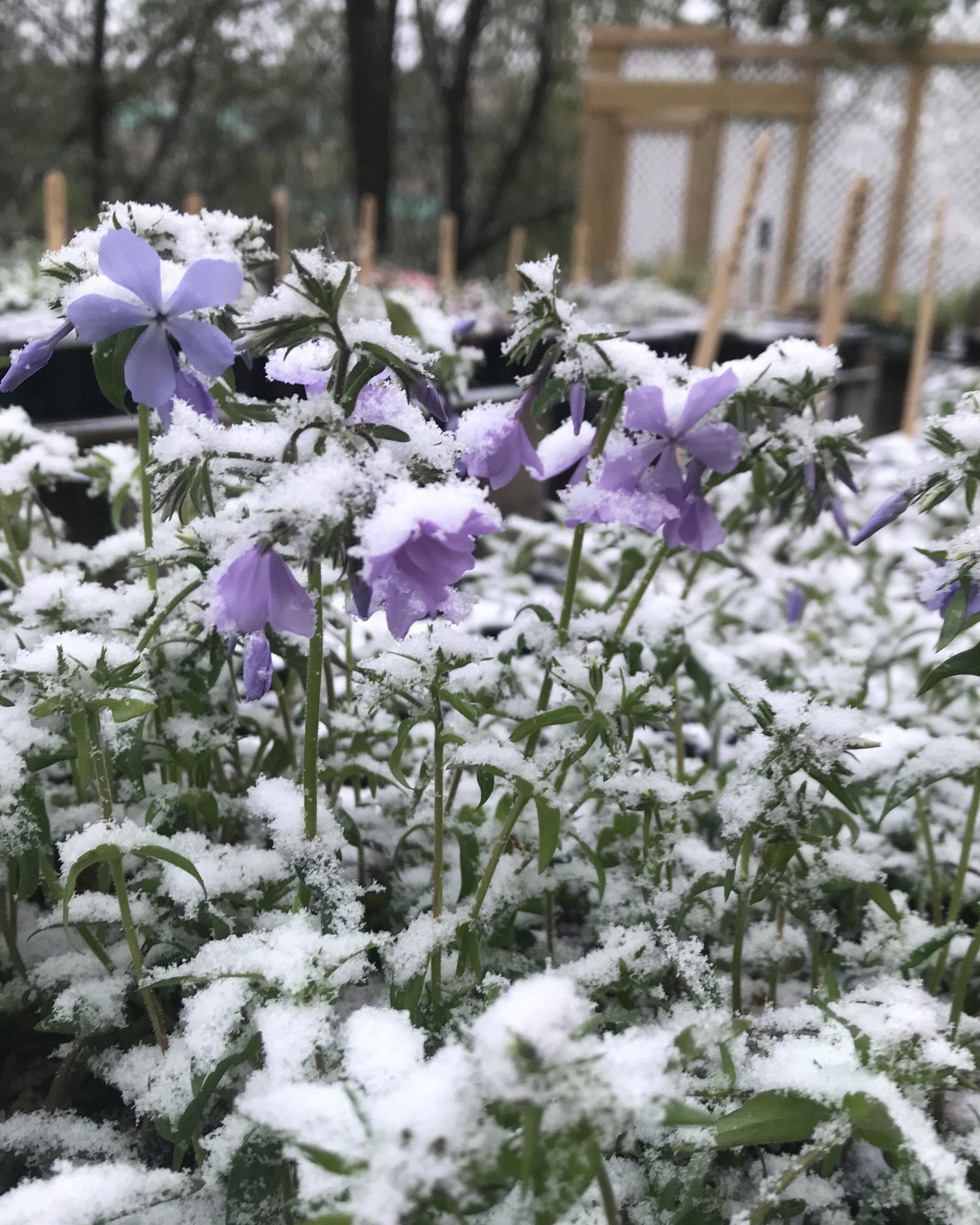 Wild Blue Phlox