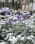 Wild Blue Phlox