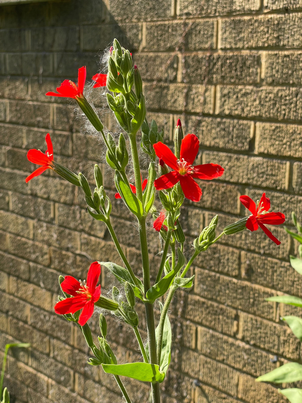 Silene regia-Royal Catchfly