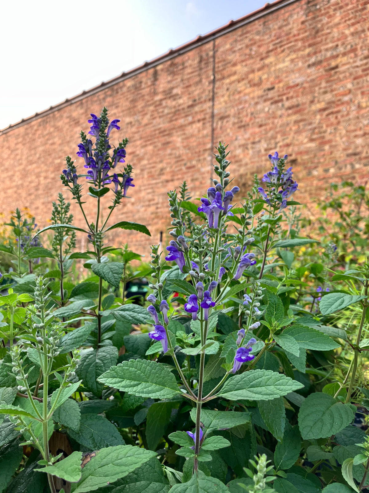 Scutellaria incana- Hoary Skullcap