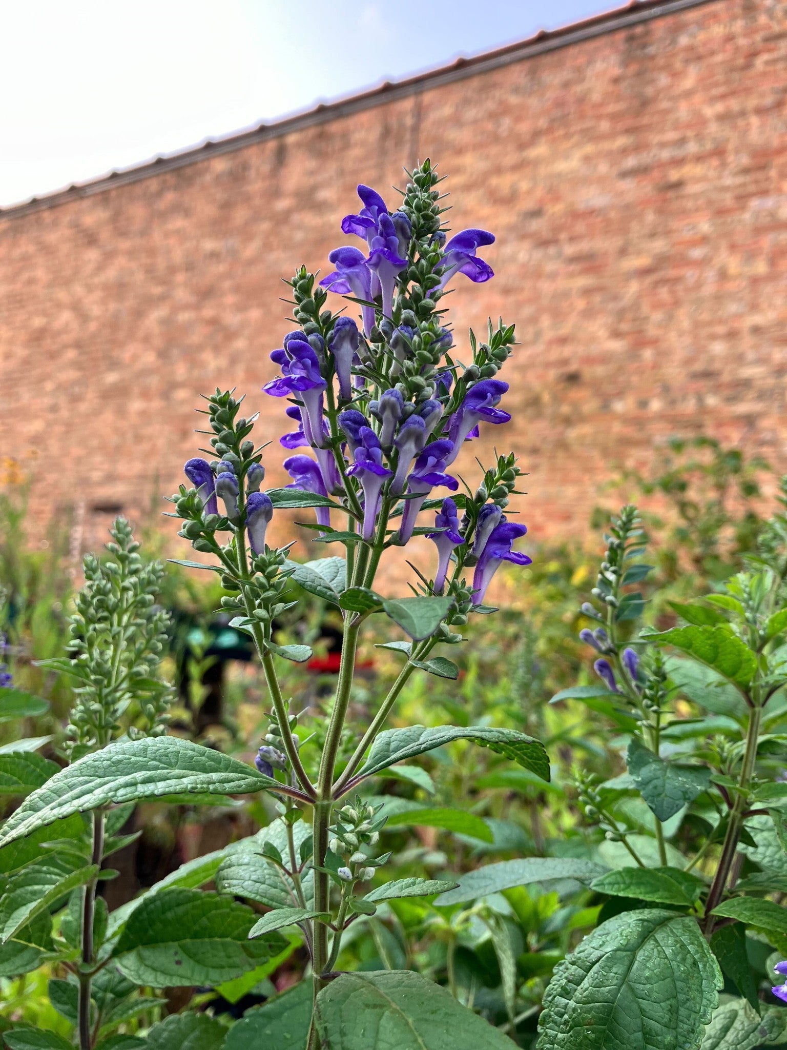 Scutellaria incana- Hoary Skullcap
