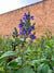 Scutellaria incana- Hoary Skullcap