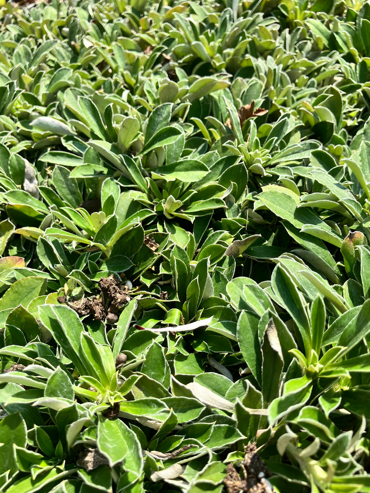 Antennaria neglecta-Praire Pussytoes