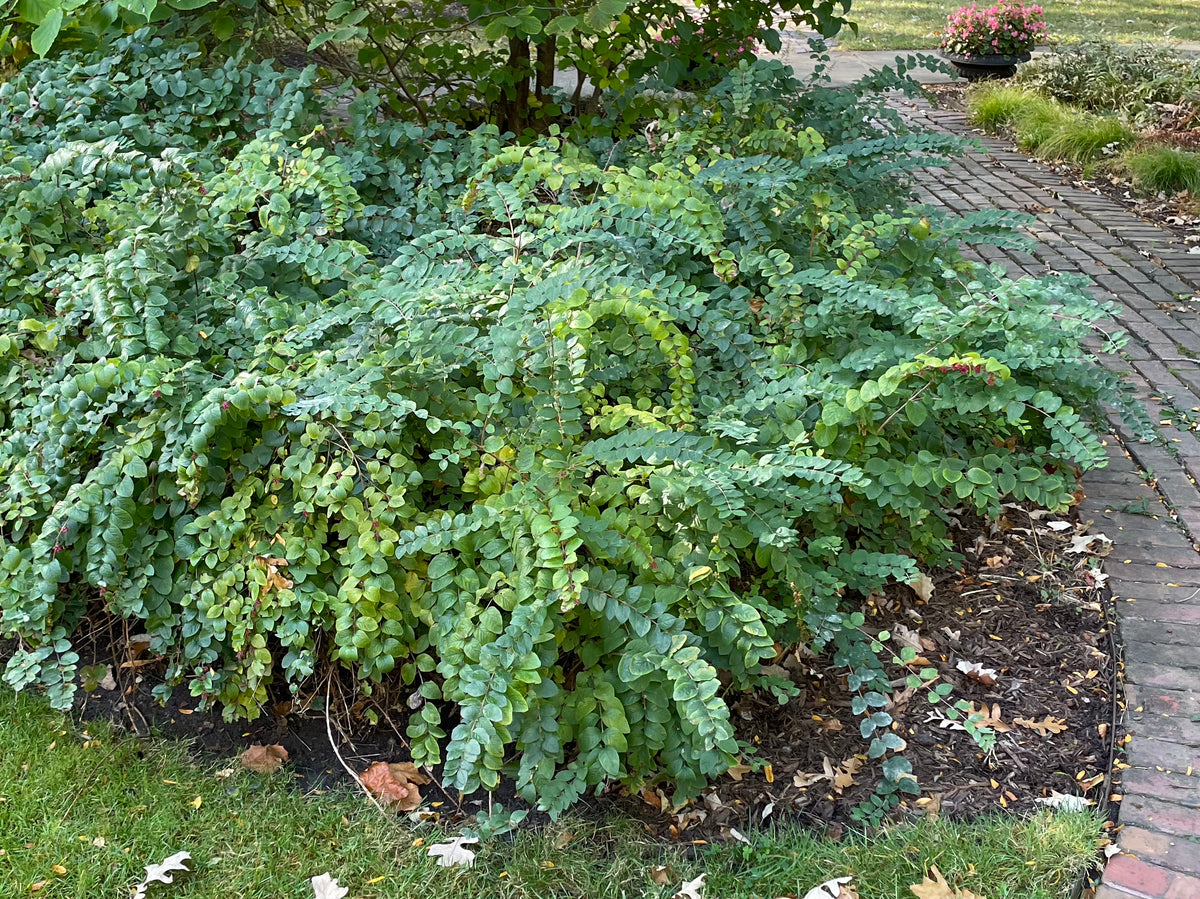 Symphoricarpos orbiculatus-Coralberry