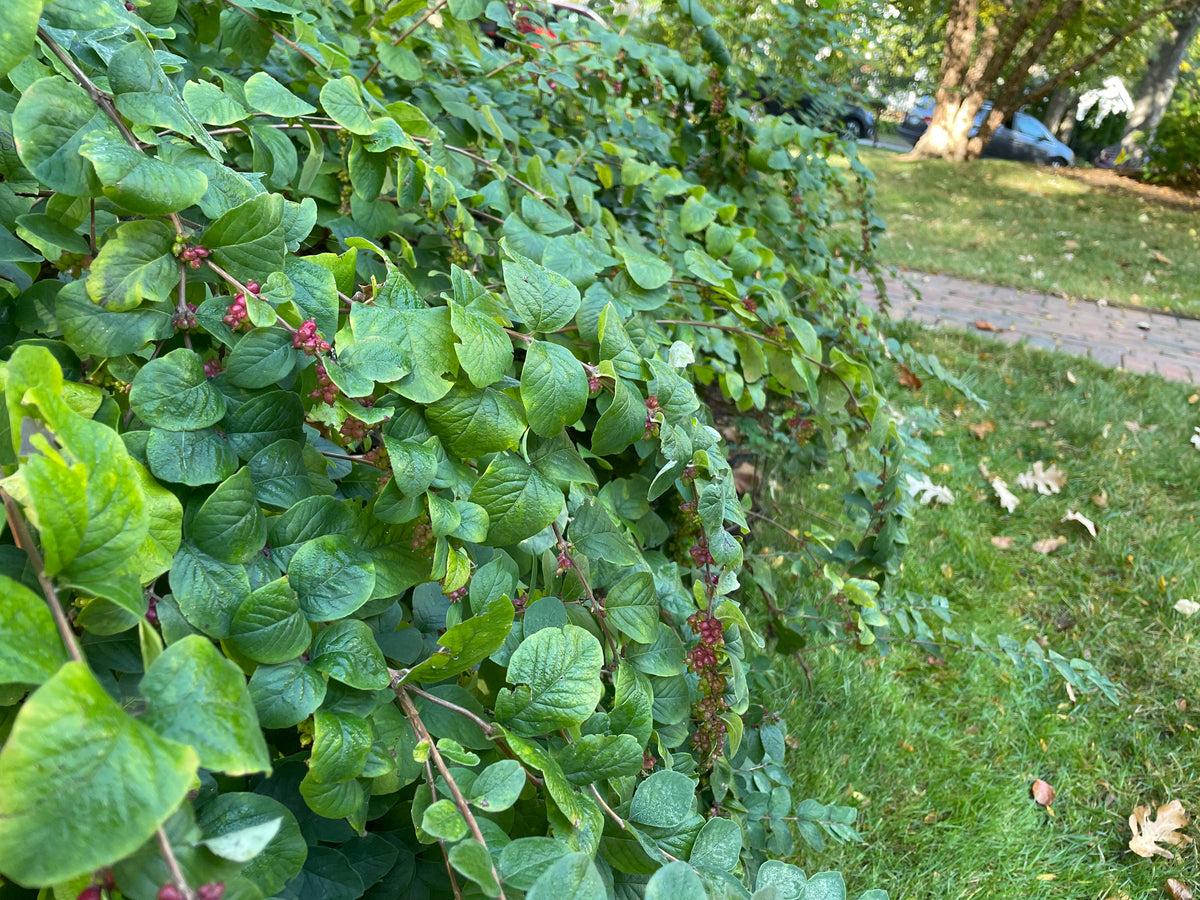 Symphoricarpos orbiculatus-Coralberry