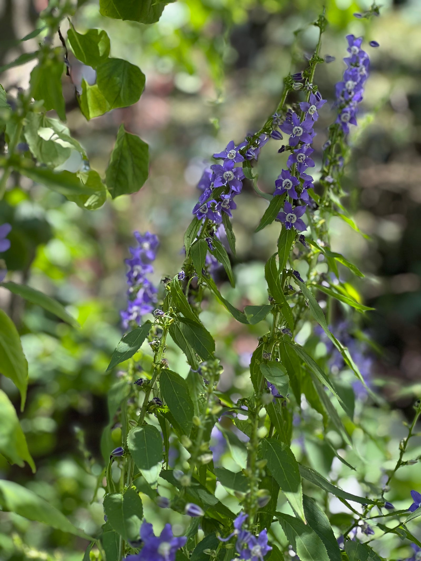 Campanula americana- Tall Bellflower