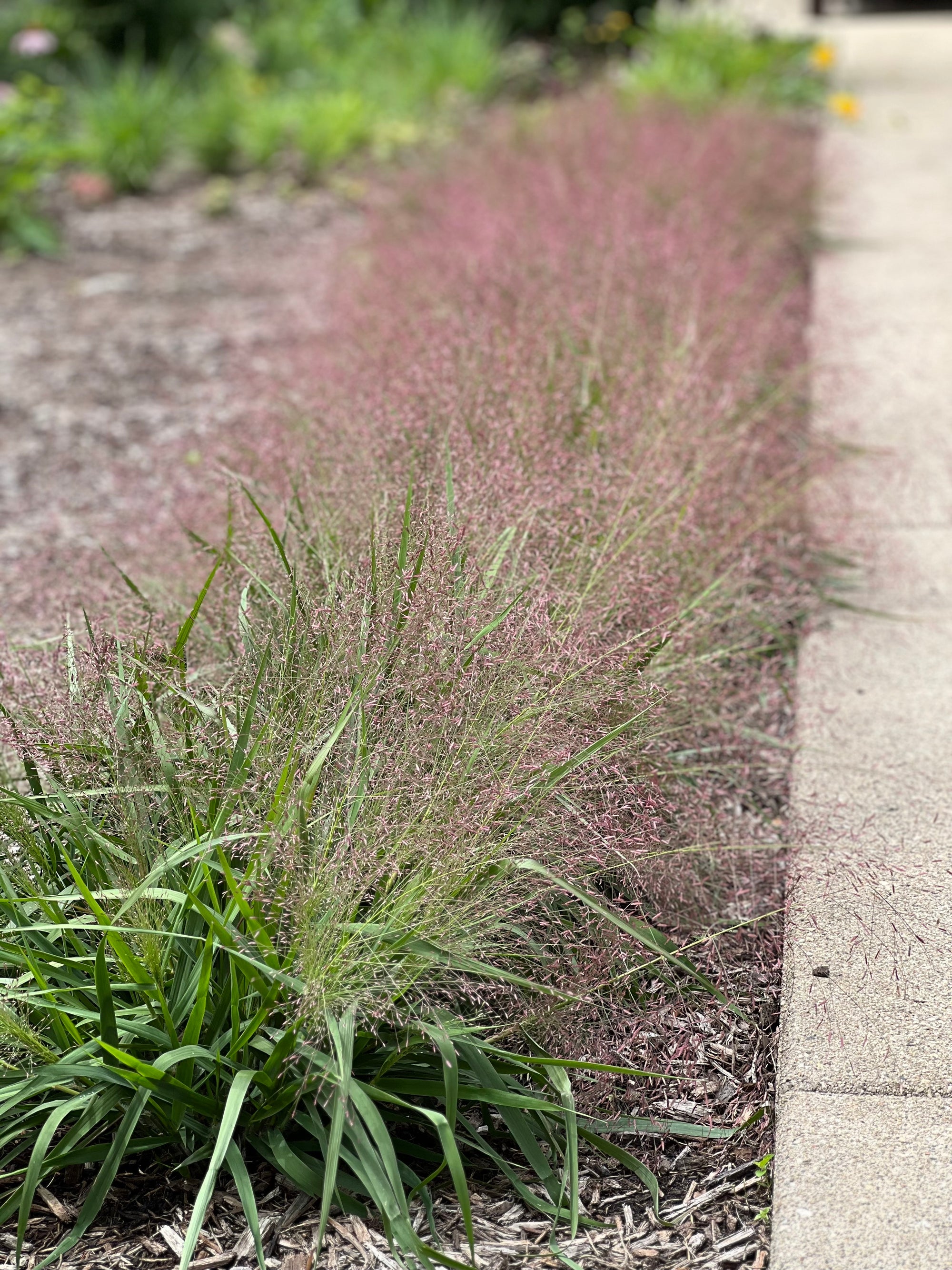 Eragrostis spectabilis-Purple Love Grass