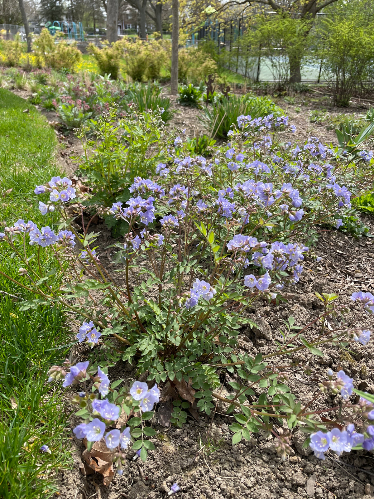Polemonium reptans-Jacob&#39;s Ladder