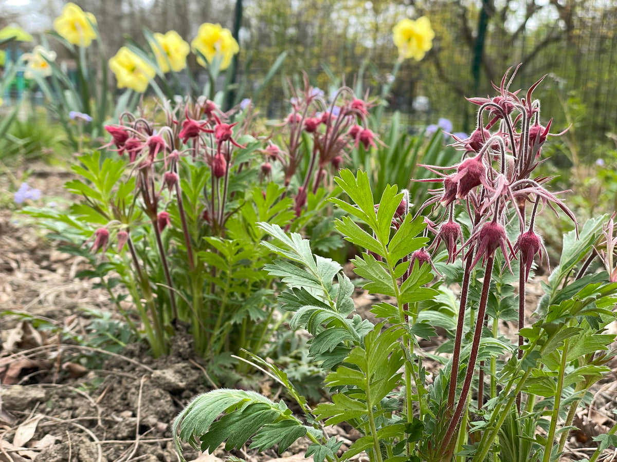 Geum triflorum-Prairie Smoke