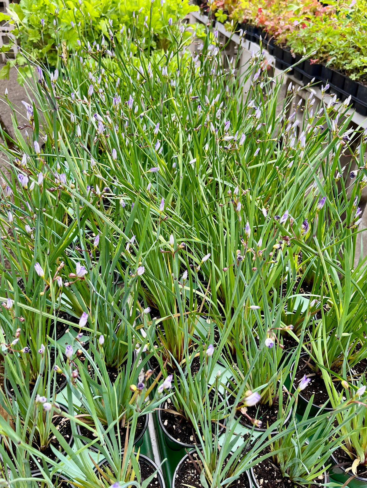 Sisyrinchium angustifolium- Blue-eyed Grass
