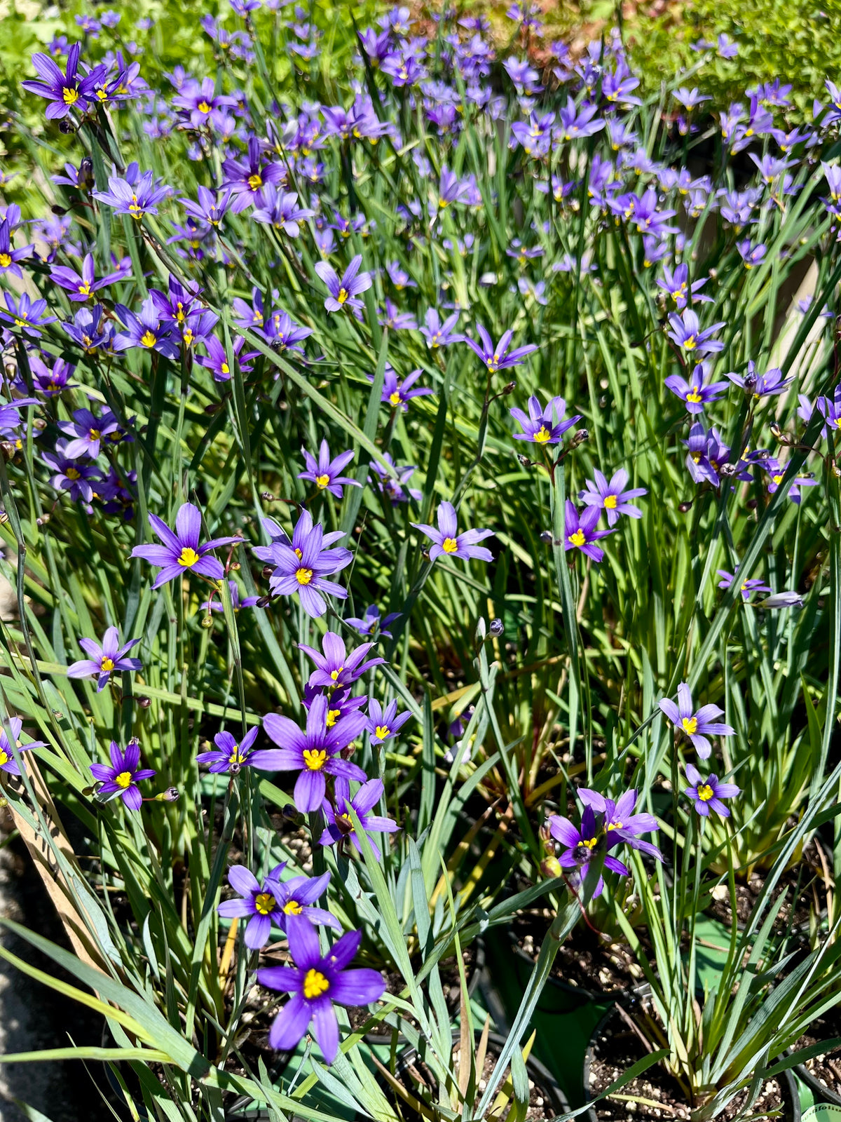 Sisyrinchium angustifolium- Blue-eyed Grass