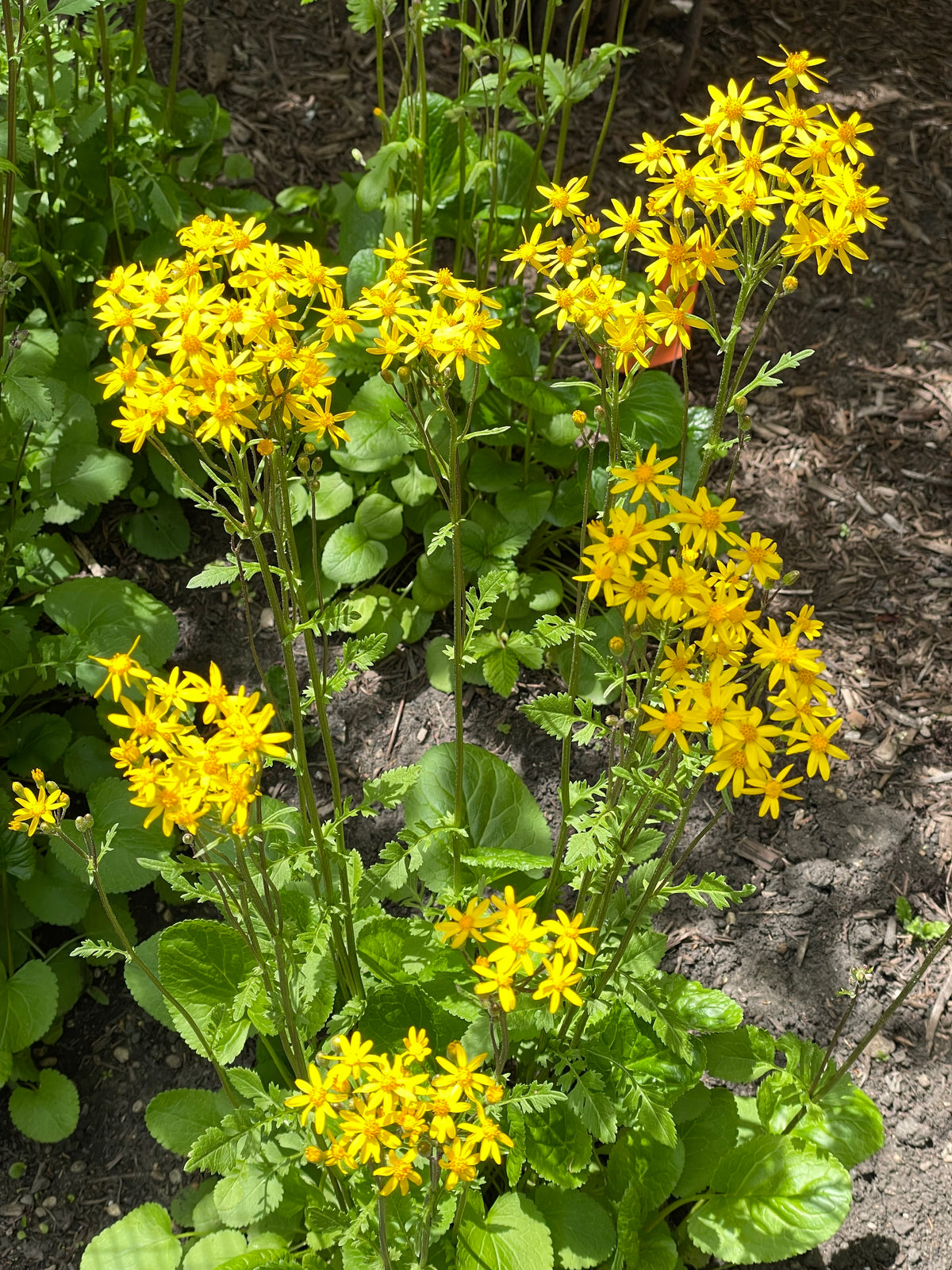 Packera aureus- Golden Ragwort