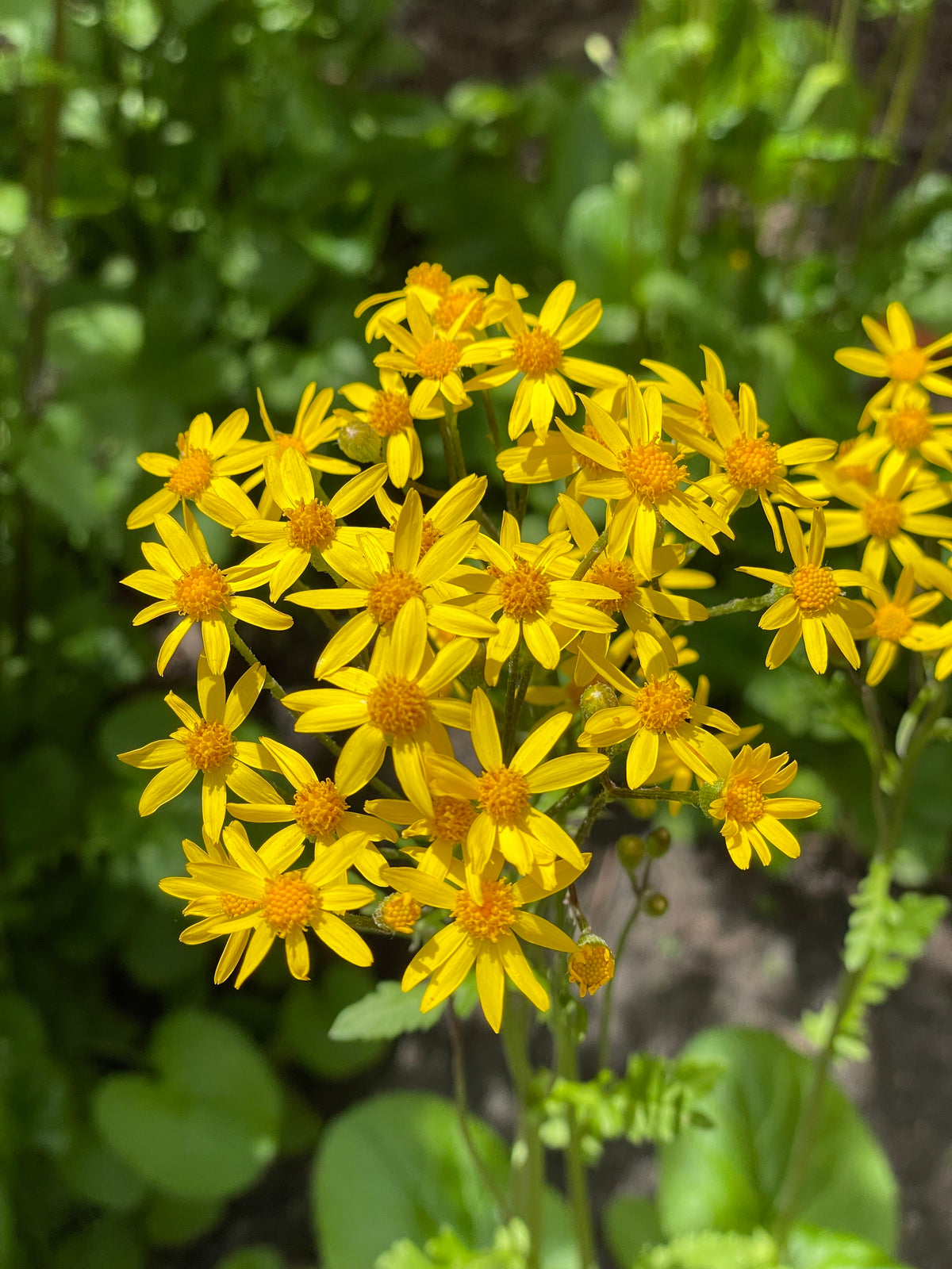 Packera aureus- Golden Ragwort