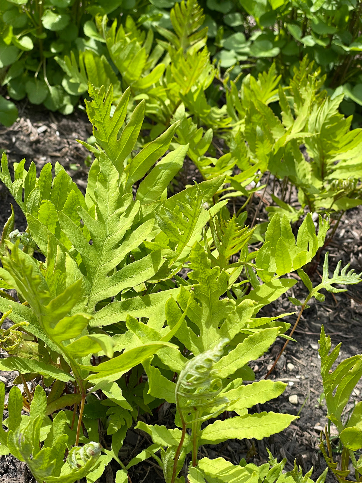 Onoclea sensibilis- Sensitive Fern