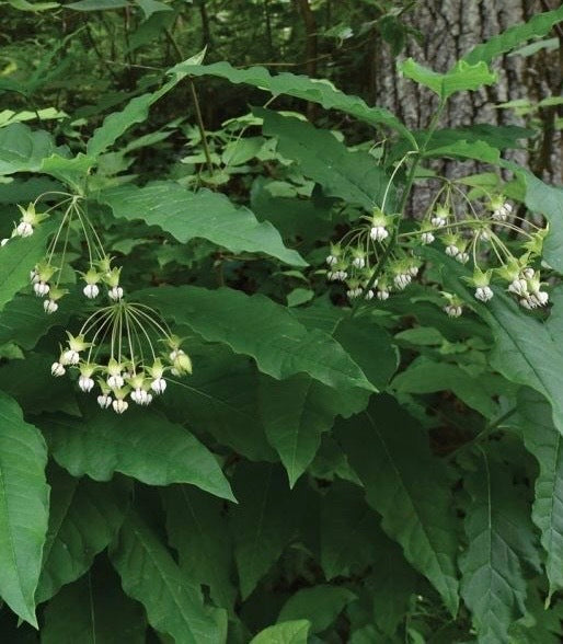 Asclepias exaltata- Poke Milkweed