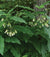 Green leaves and white flowers
