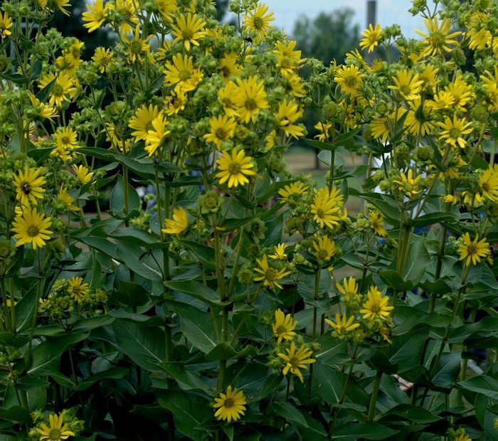Silphium integrifolium- Rosin Weed