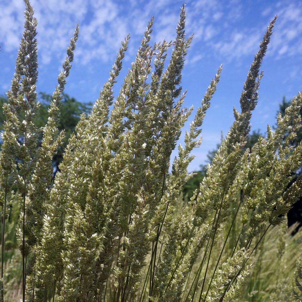 Koeleria macrantha- June Grass