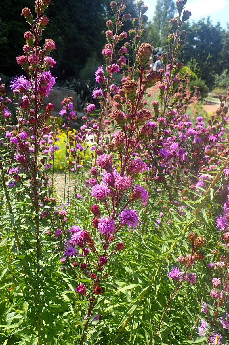Liatris scariosa- Northern Blazing Star