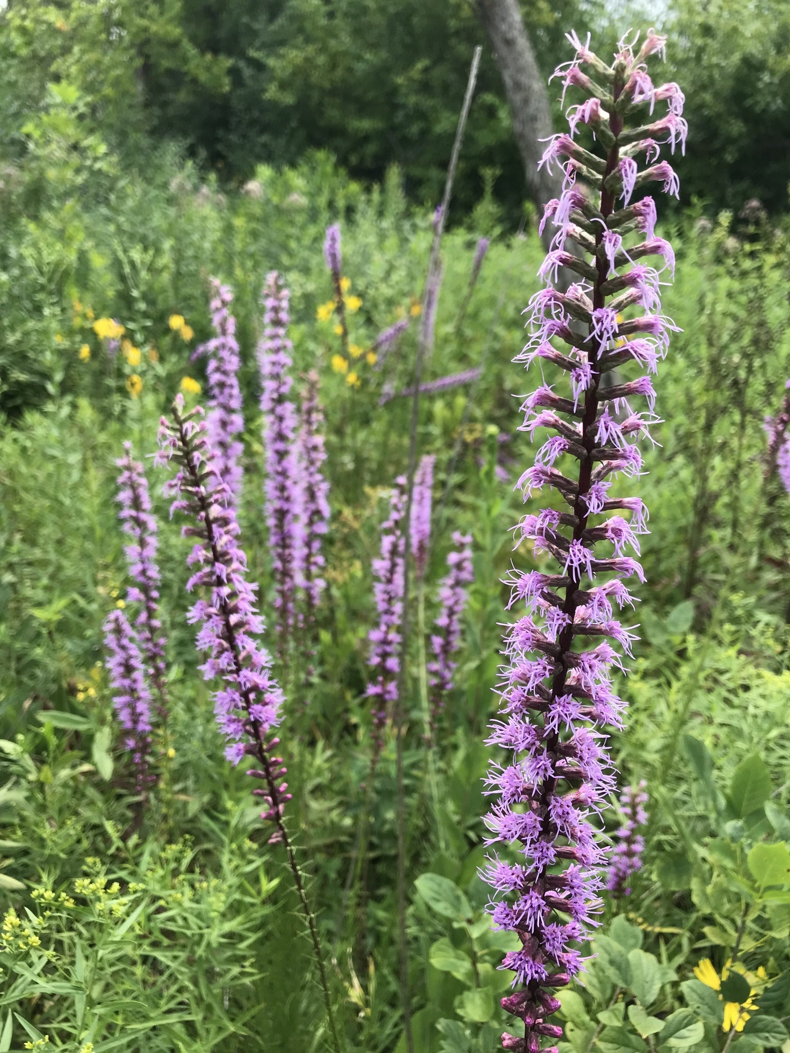 Liatris spicata- Marsh Blazing Star - Red Stem Native Landscapes