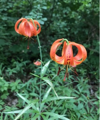 Lilium michiganense- Michigan Llily