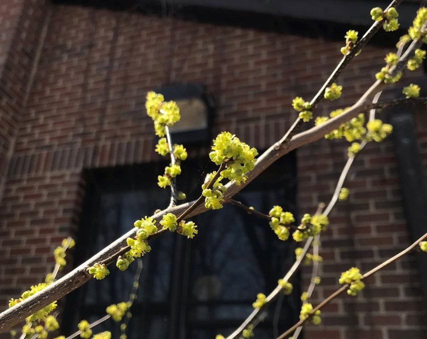 Lindera benzoin- Spicebush