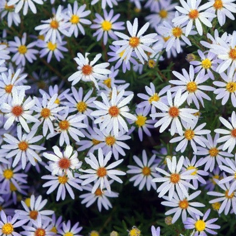 Ionactis linariifolius- Flax-leaved Aster