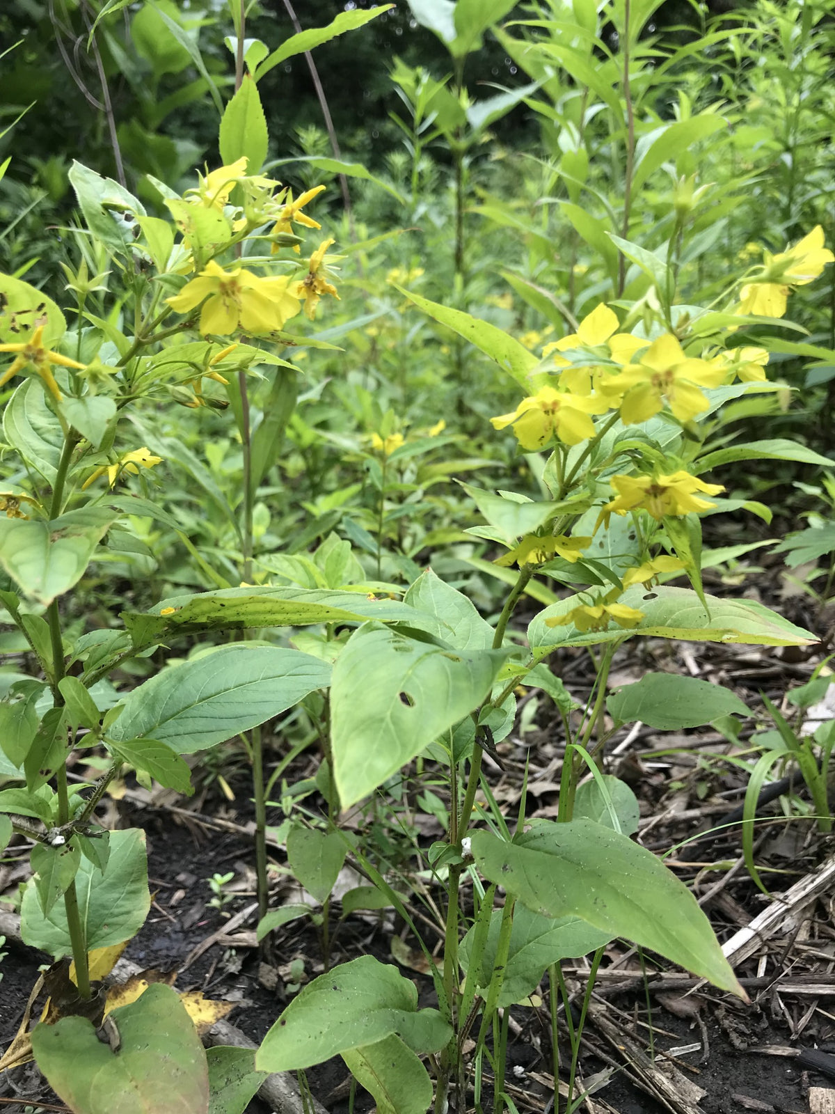 Lysimachia ciliata- Fringed Loosestrife