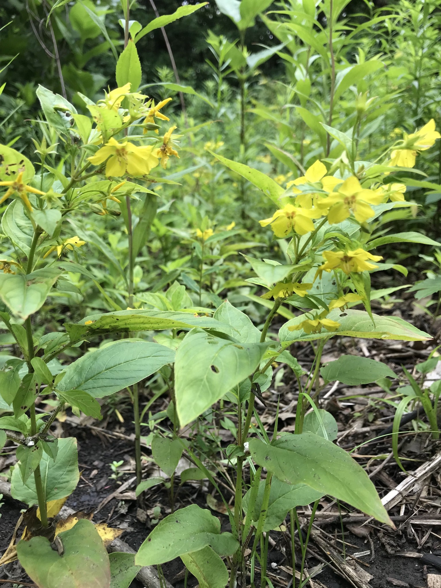 Lysimachia ciliata- Fringed Loosestrife