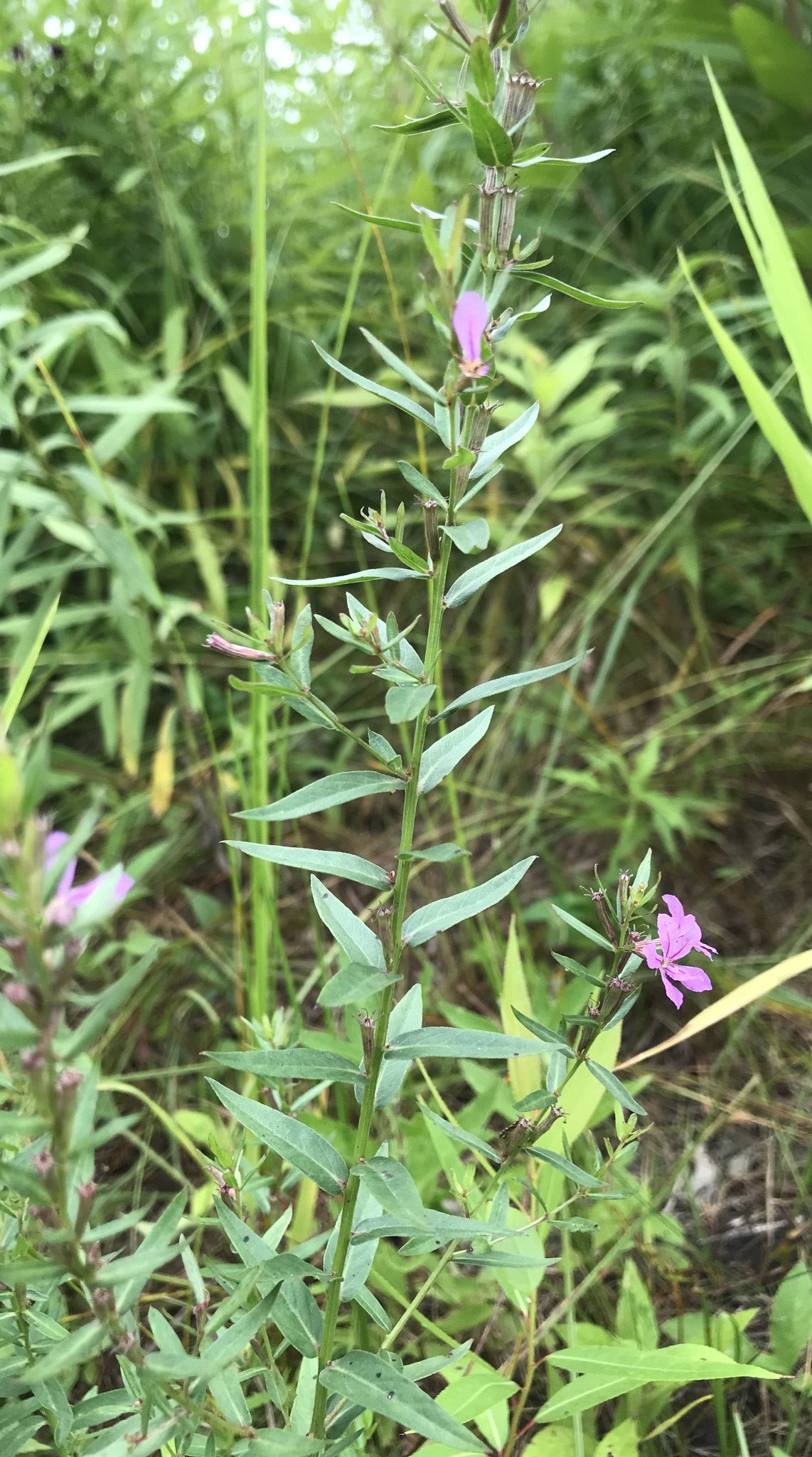 Lythrum alatum- Winged Loosestrife