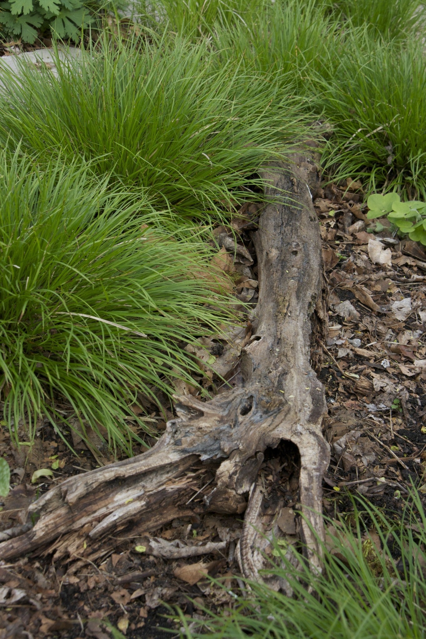 Carex jamesii- James's Sedge