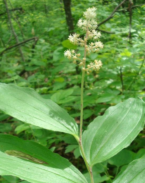 Maianthemum racemosum-False Solomon's seal