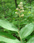 Maianthemum racemosum-False Solomon's seal