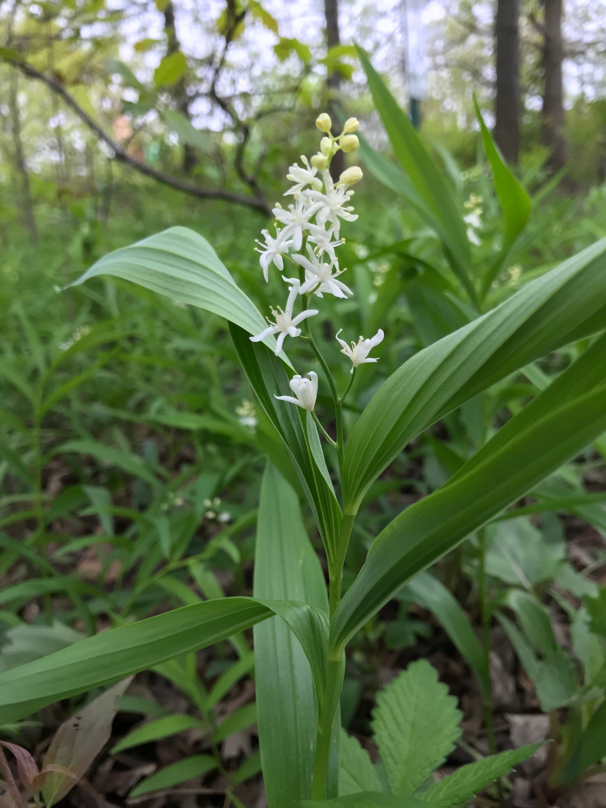 Maianthemum stellatum - Starry Solomon's Plume