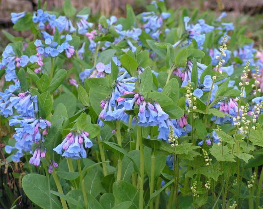 Mertensia virginica-Virginia Bluebells