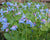 Mertensia virginica-Virginia Bluebells