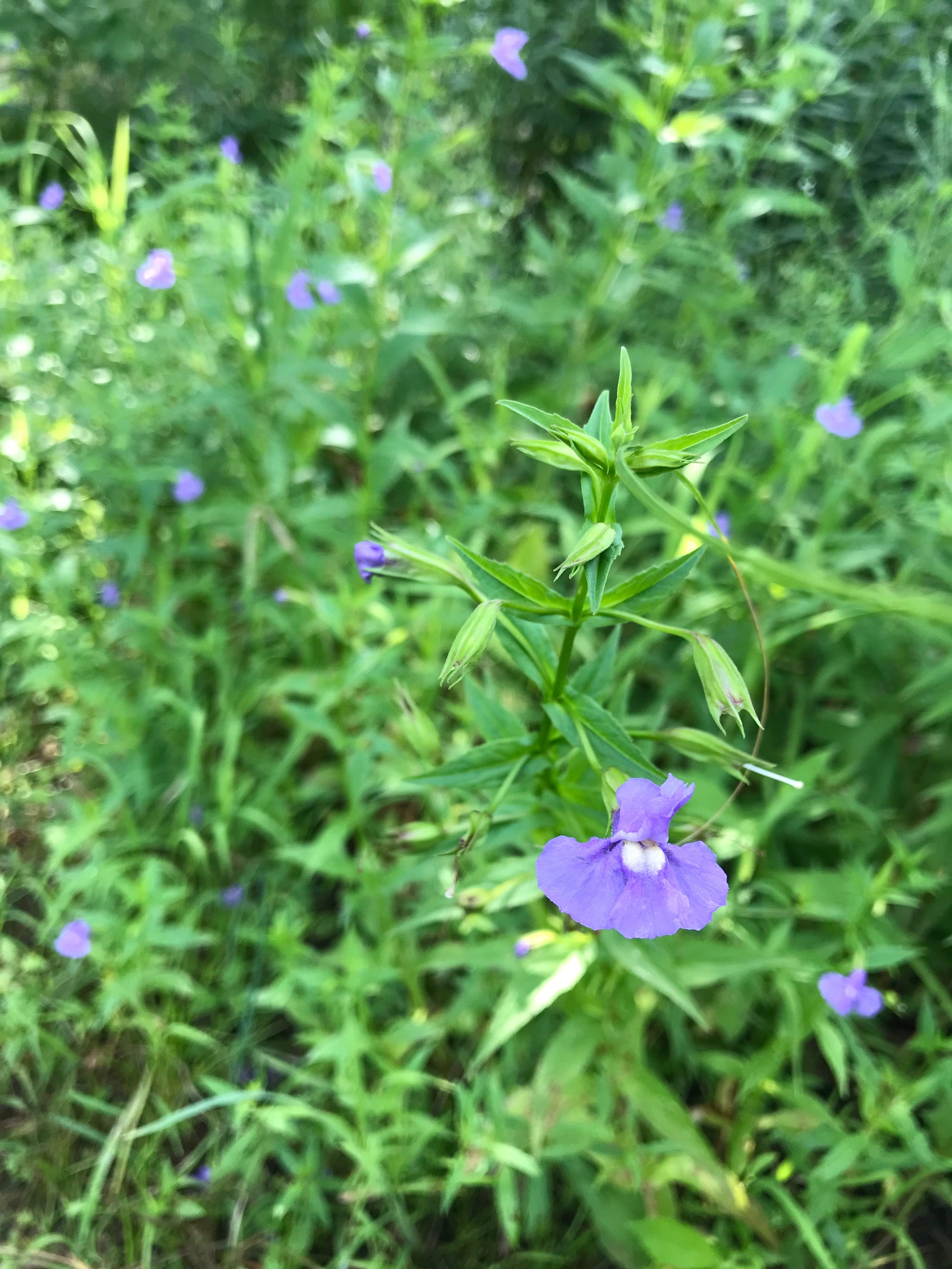 Mimulus ringens-Monkey Flower